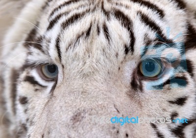 White Bengal Tiger Eyes Stock Photo