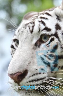 White Bengal Tiger Face Stock Photo