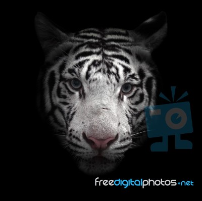 White Bengal Tiger Face Stock Photo