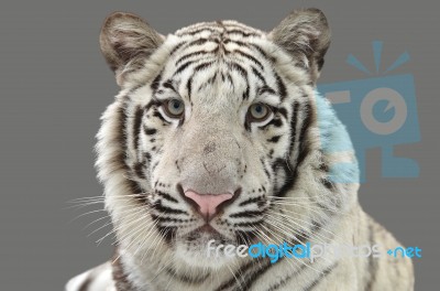 White Bengal Tiger Isolated Stock Photo