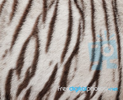 White Bengal Tiger Skin Stock Photo - Royalty Free Image ID 100101341