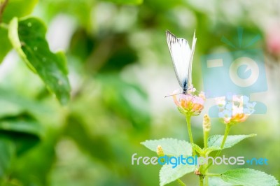 White Black Pattern Butterfly On Bunch Stock Photo