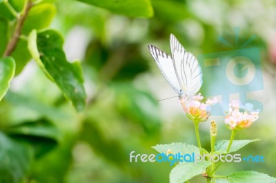 White Black Pattern Butterfly On Bunch Stock Photo