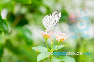 White Black Pattern Butterfly On Bunch Stock Photo