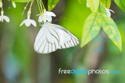 White Black Pattern Butterfly On Bunch Stock Photo