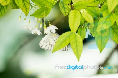 White Black Pattern Butterfly On Bunch Stock Photo