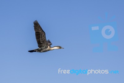 White-breasted Cormorant Stock Photo