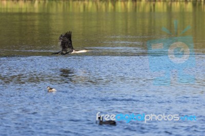 White-breasted Cormorant Stock Photo