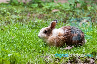 White Brown Rabbit In Grass Field Stock Photo