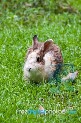 White Brown Rabbit In Grass Field Stock Photo