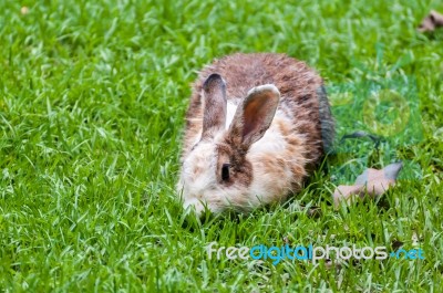 White Brown Rabbit In Grass Field Stock Photo