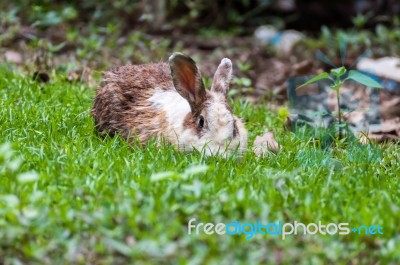 White Brown Rabbit In Grass Field Stock Photo