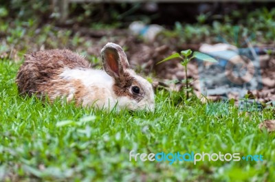 White Brown Rabbit In Grass Field Stock Photo