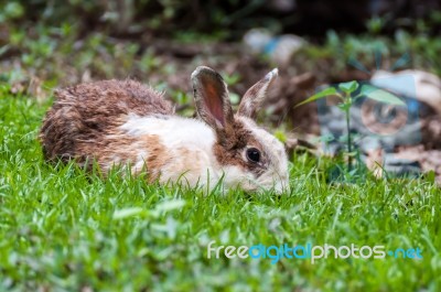 White Brown Rabbit In Grass Field Stock Photo