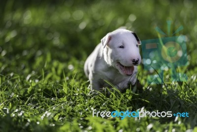 White Bull Terrier Puppy On Green Grass Stock Photo