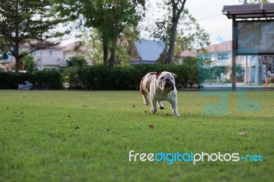 White Bulldog Run On The Grass Stock Photo