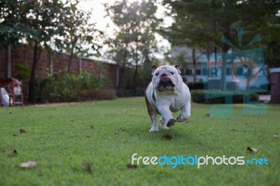 White Bulldog Run On The Grass Stock Photo
