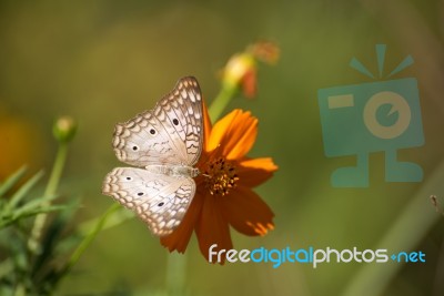 White Butterfly On A Flower Stock Photo