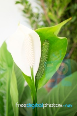 White Calla Lily Flower On Green Leaves Background Stock Photo