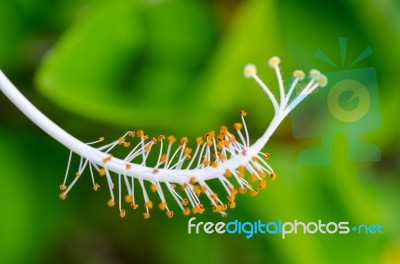 White Carpel Of The Hibiscus Flowers Stock Photo