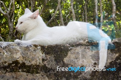 White Cat On Stone Wall Stock Photo