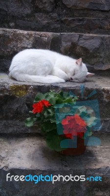 White Cat Resting On Step B Stock Photo