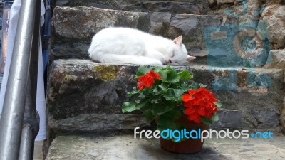 White Cat Resting On Step D Stock Photo