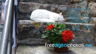 White Cat Resting On Step E Stock Photo