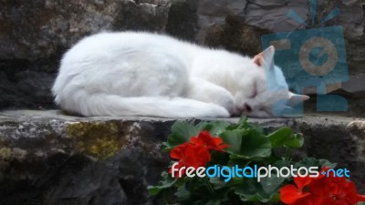 White Cat Resting On Step F Stock Photo