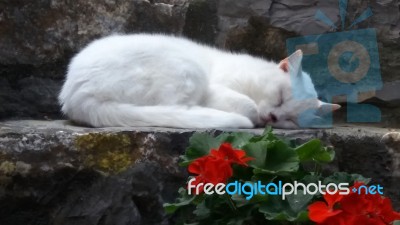 White Cat Resting On Step G Stock Photo