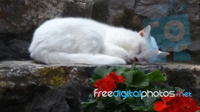 White Cat Resting On Step H Stock Photo