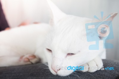 White Cat Sleeping In Cat Cafe Stock Photo