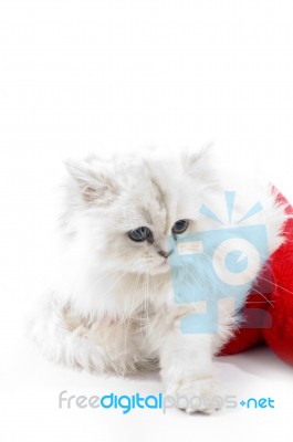 White Cat Wearing Christmas Hat Stock Photo