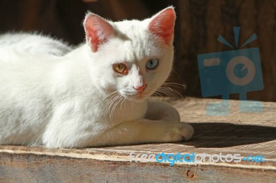 White Cat With Coloured Eyes Stock Photo