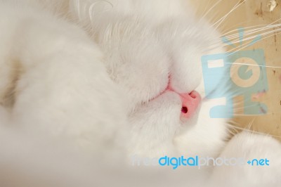 White Cat's Nose Stock Photo