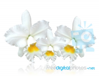 White Cattleya Orchid Isolated On White Background Stock Photo