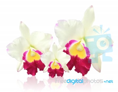 White Cattleya Orchid Isolated On White Background Stock Photo