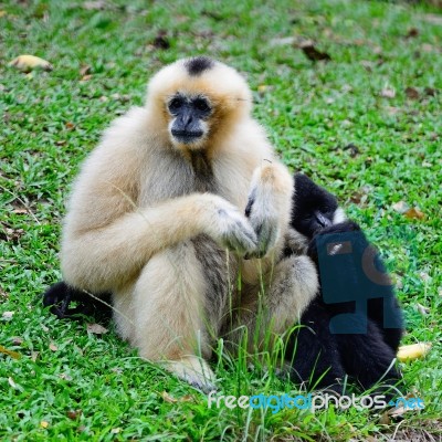 White-cheeked Gibbon Stock Photo