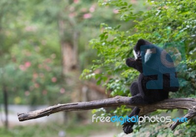 White Cheeked Gibbon Stock Photo