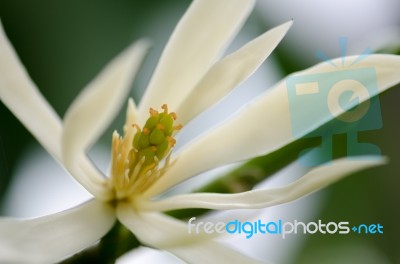 
White Chempaka White Bloom On The Beautiful Aroma Stock Photo