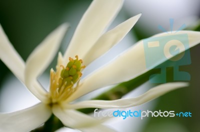 
White Chempaka White Bloom On The Beautiful Aroma Stock Photo