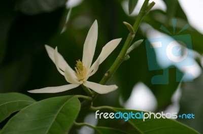 
White Chempaka White Bloom On The Beautiful Aroma Stock Photo