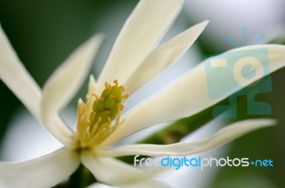 
White Chempaka White Bloom On The Beautiful Aroma Stock Photo