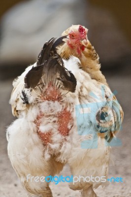 White Chicken Stock Photo