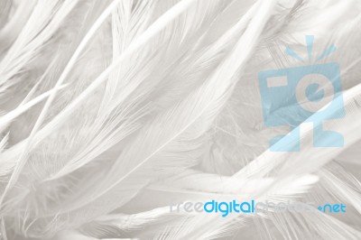 White Chicken Feather Texture Background Stock Photo