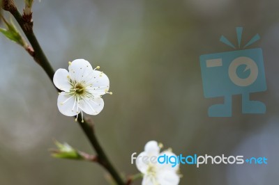 White Chinese Plum Flowers Stock Photo