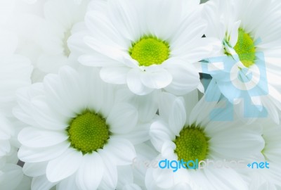 White Chrysanthemum Stock Photo