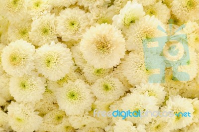 White Chrysanthemum Background Stock Photo