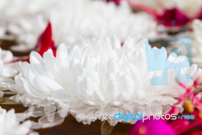 White Chrysanthemum Flowers Stock Photo