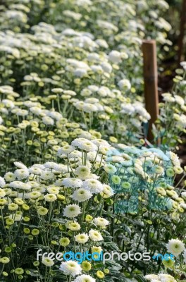 White Chrysanthemum Morifolium Flowers Farms Stock Photo